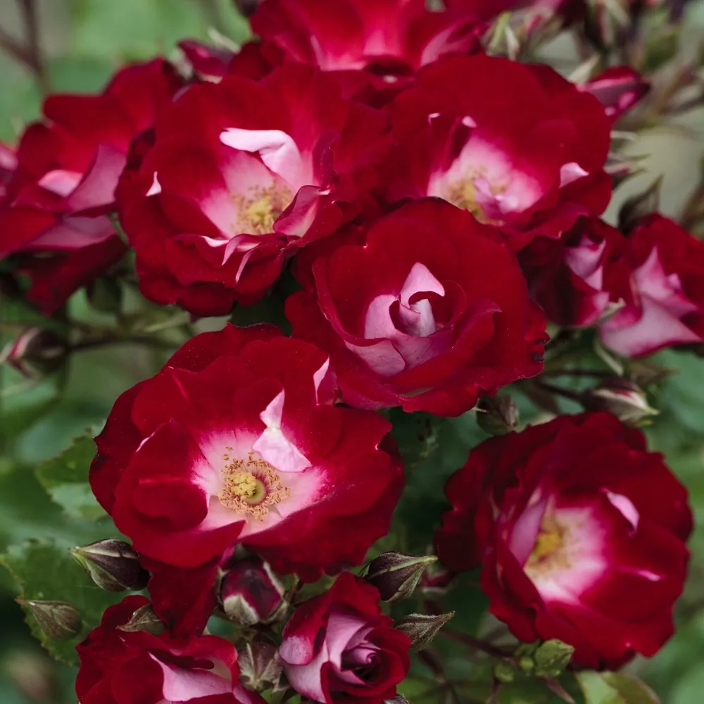 Rosier lovita ® ii meimasula le pot de 3l